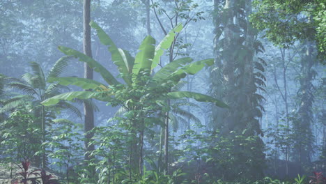 foggy jungle