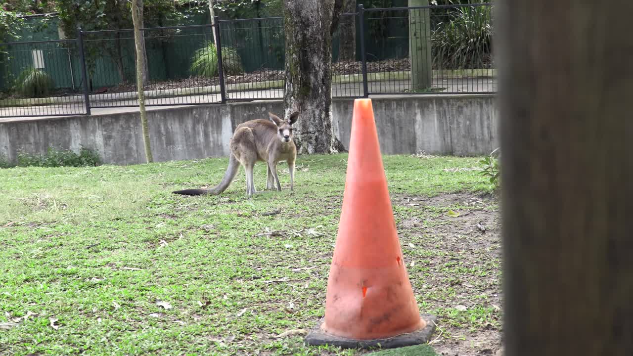 Canguro australiano che mangia l'erba in cattività
