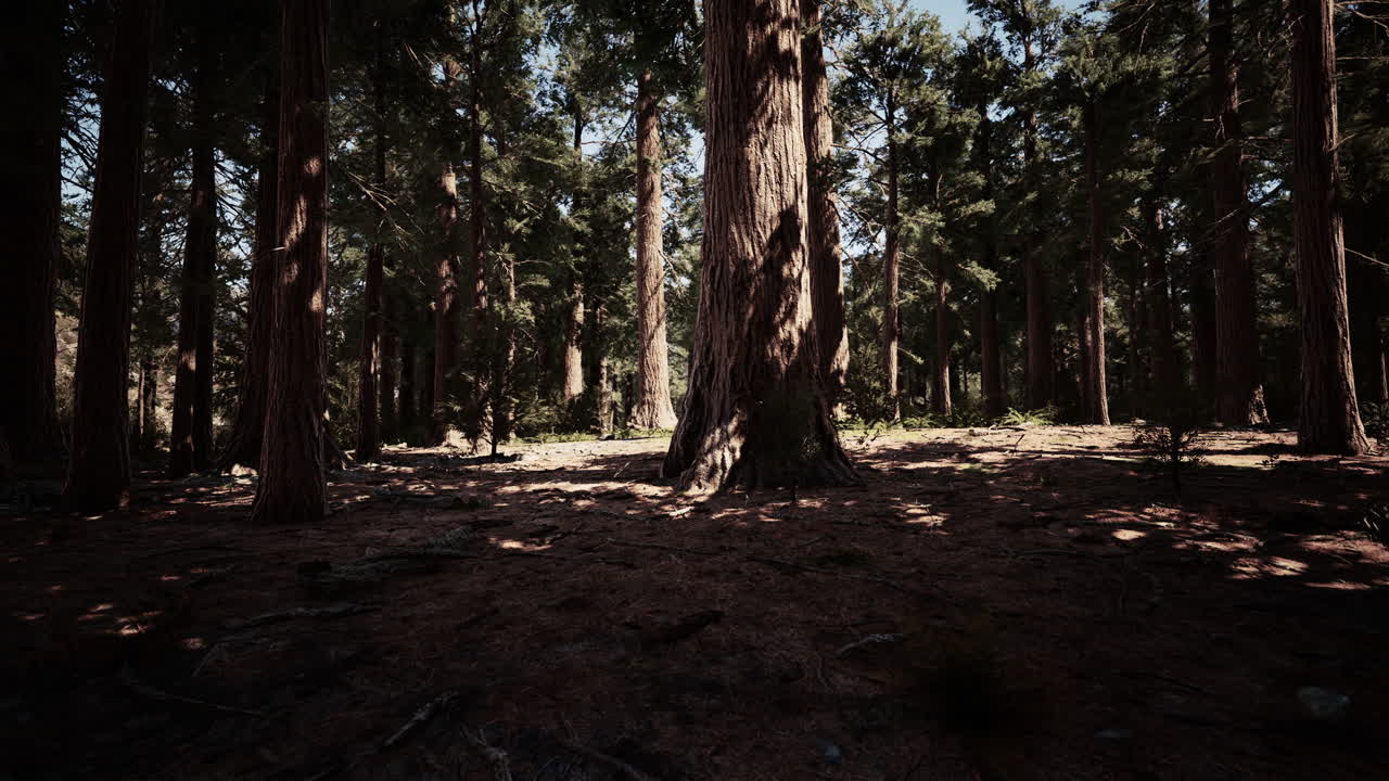 Vista classica delle famose sequoie giganti