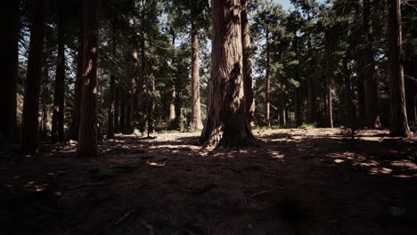 Classic-view-of-famous-giant-sequoia-trees