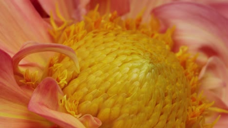 una mosca se mueve en una flor dahlia vibrante
