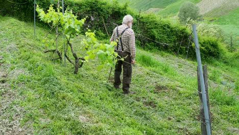 senior farmer standing taking a break from work in the vineyard