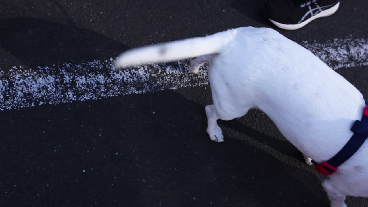 산책 도중 애정 을 받고 있는 줄 에 인 개