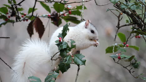 white squirrel balancing on thin branch while eating and picking red berry