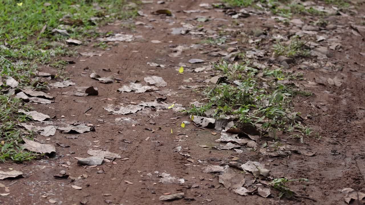 mariposas volando desde un sendero del jardín.