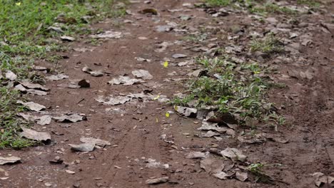 butterflies taking flight from a garden path.