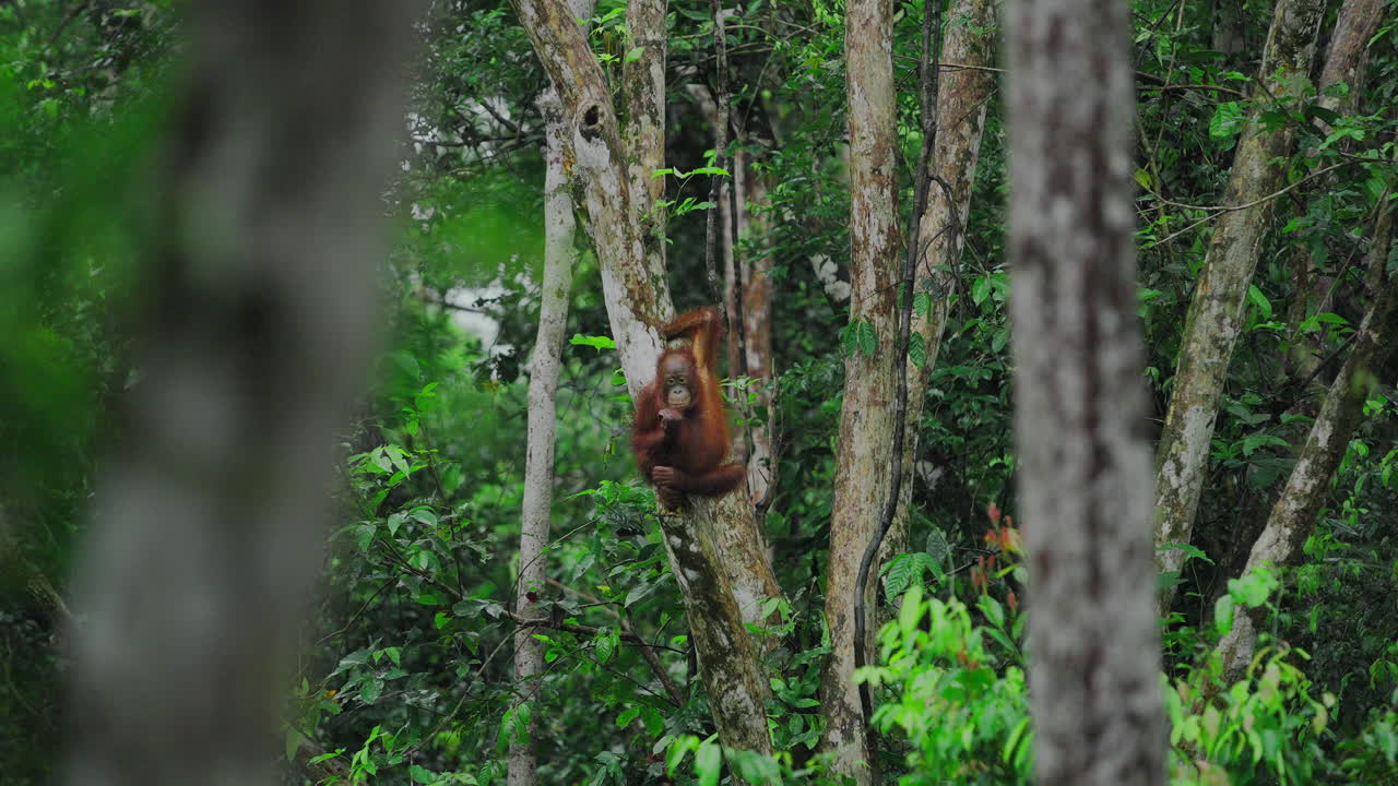 Orangutan in the rainforest