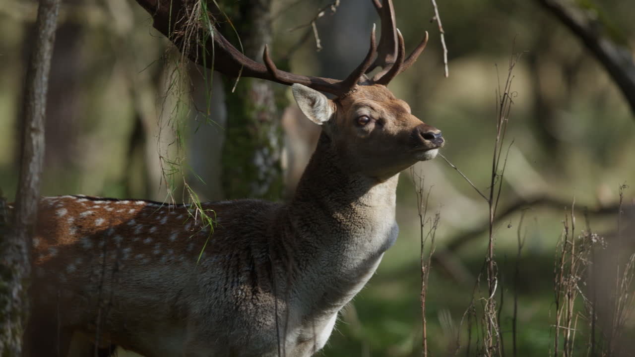 ciervos en barbecho en el bosque