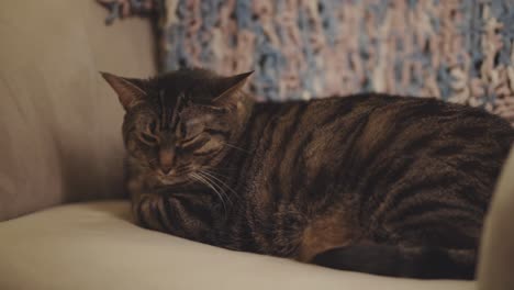 gato dormido tirado en el sofá