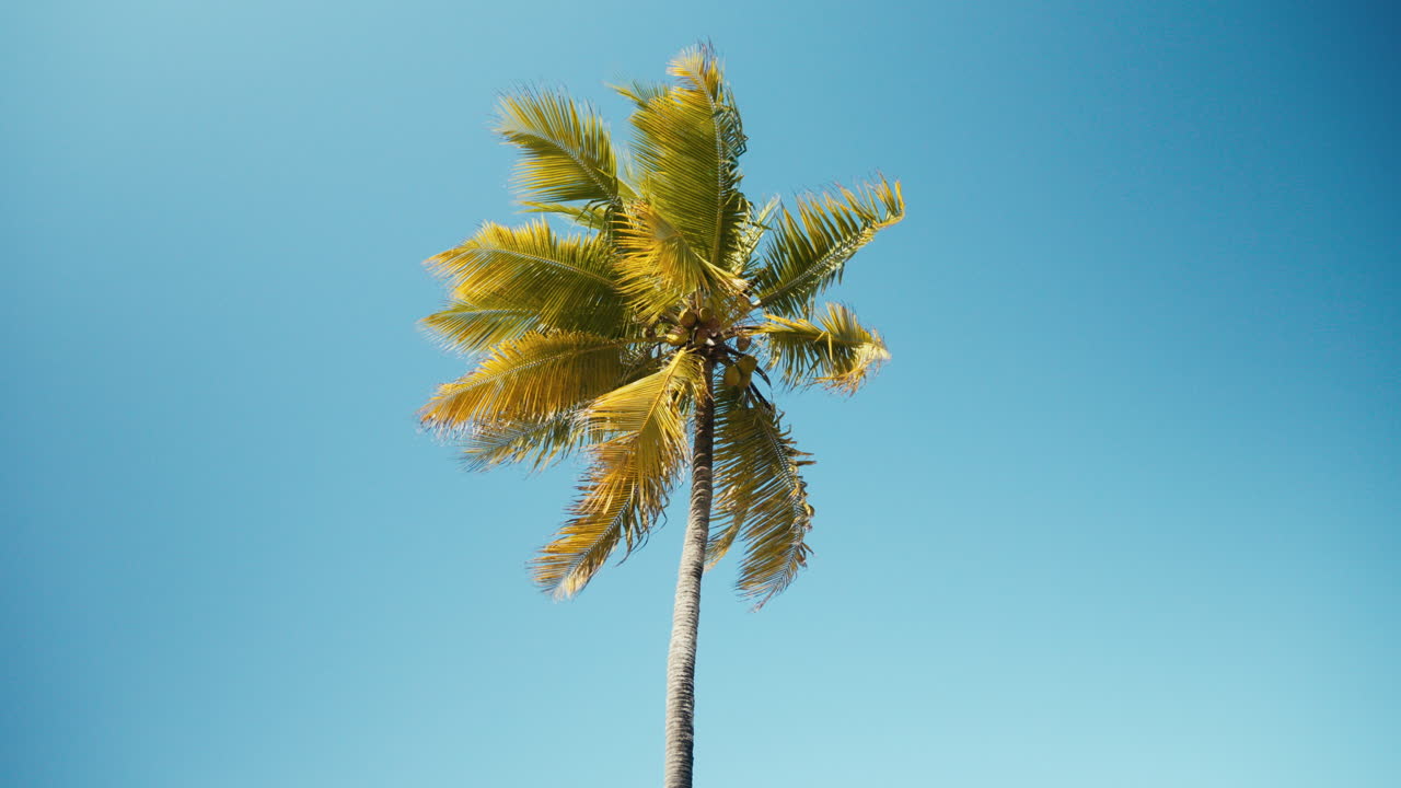 낮에는 완벽한 파란 하늘을 배경으로 한 개의 높은 초록색 손바닥