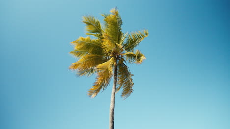 a single tall green palm against a perfect blue sky during the day