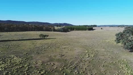 amplia selva australiana con una muchedumbre de canguros en cámara lenta