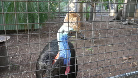 fantastic shot of a common cassowary in australia in a zoo cage