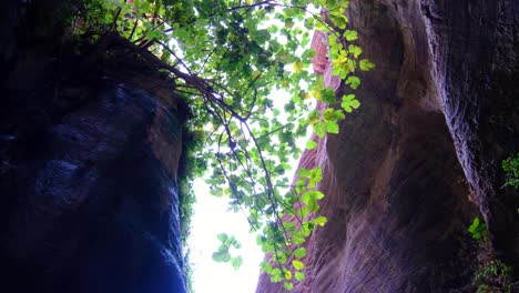 Looking-up-at-overhanging-green-tree-within-a-deep-canyon-in-natural-outdoorsy-environment