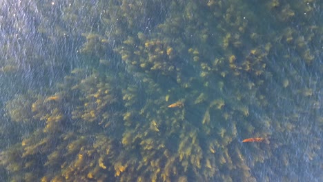 Top-down-aerial-footage-of-a-large-algae-field-on-Vancouver-Islands-east-coast-during-sunset