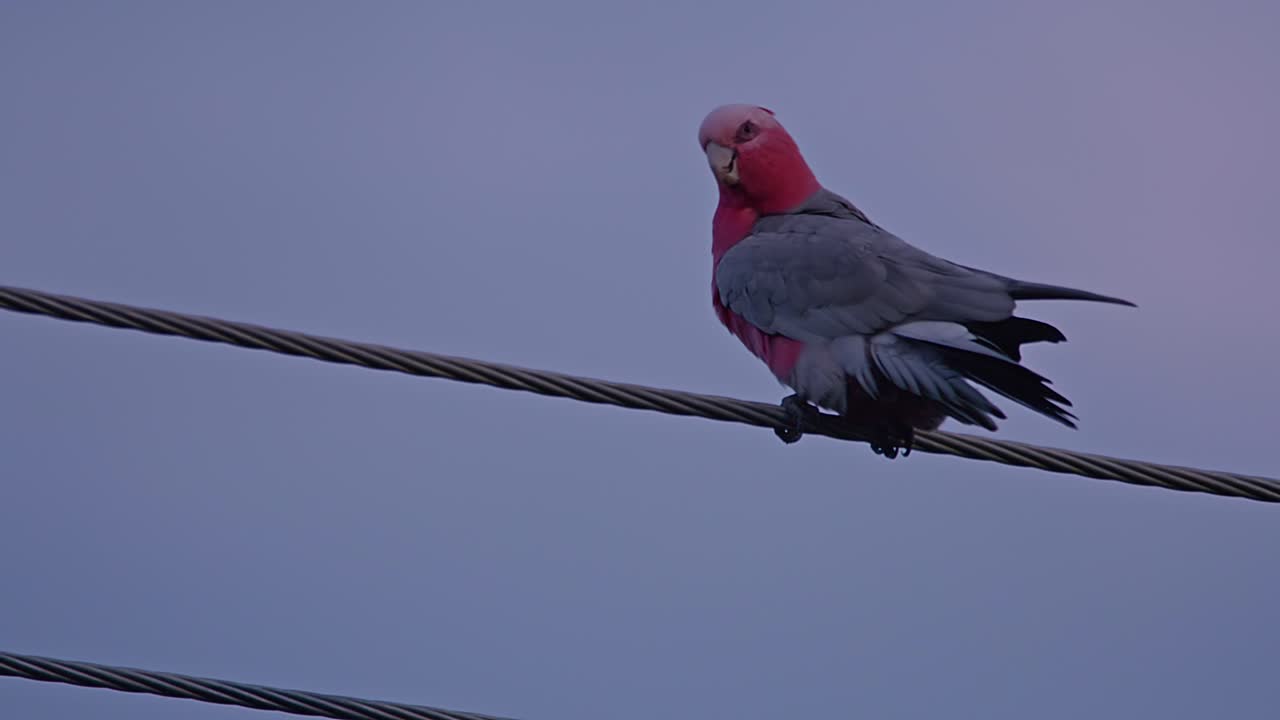 galah rosa y gris pájaro nativo australiano en línea eléctrica preparándose contra el cielo azul púrpura del atardecer