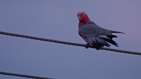 galah rosa y gris pájaro nativo australiano en línea eléctrica preparándose contra el cielo azul púrpura del atardecer