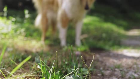 adult collie dog walking around and barking at box turtle