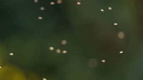 flies in flight