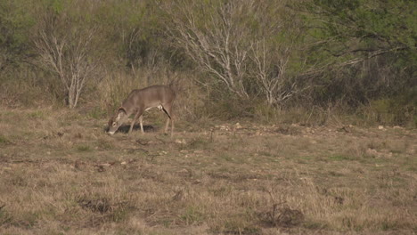 a whitetail buck in texas, usa