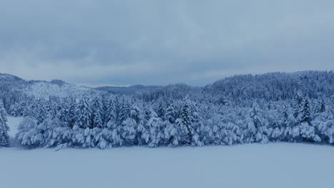 Bosque-De-Coníferas-Cubierto-De-Nieve-En-Indre-Fosen,-Noruega---Disparo-Aéreo-De-Drones