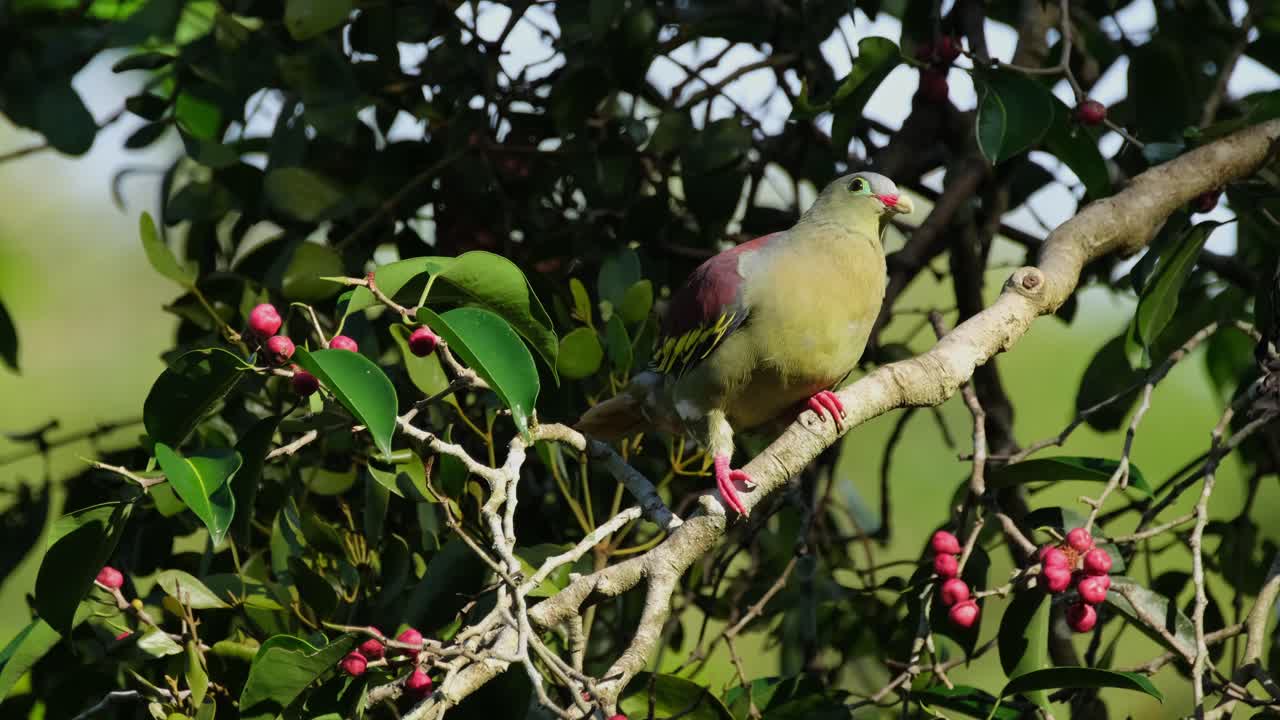 moviendo su cola arriba y abajo luego se mueve hacia los lados subiendo a la derecha de esta percha diagonal, paloma verde de pico grueso treron curvirostra, tailandia.