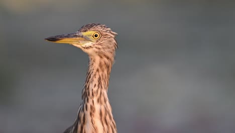 extreme closeup of indian pond heron in sunrise