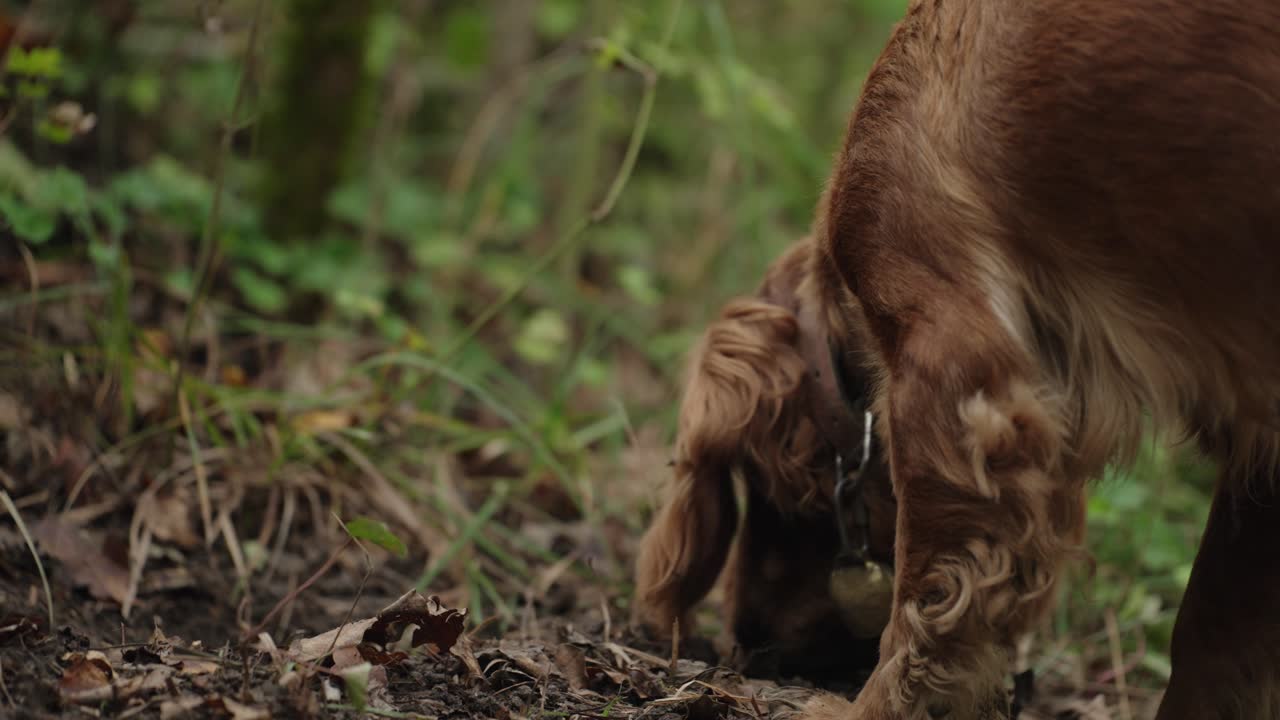 Brown Hunting Dog Sniffing Forest Floor Close Up