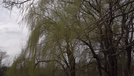 tall weeping willows with a majestic elegance, alongside leafless trees at the beginning of spring. all set against a rather grayish sky with a few clouds.