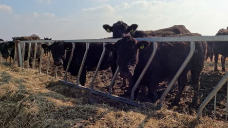 Vacas-En-Una-Granja-Lechera