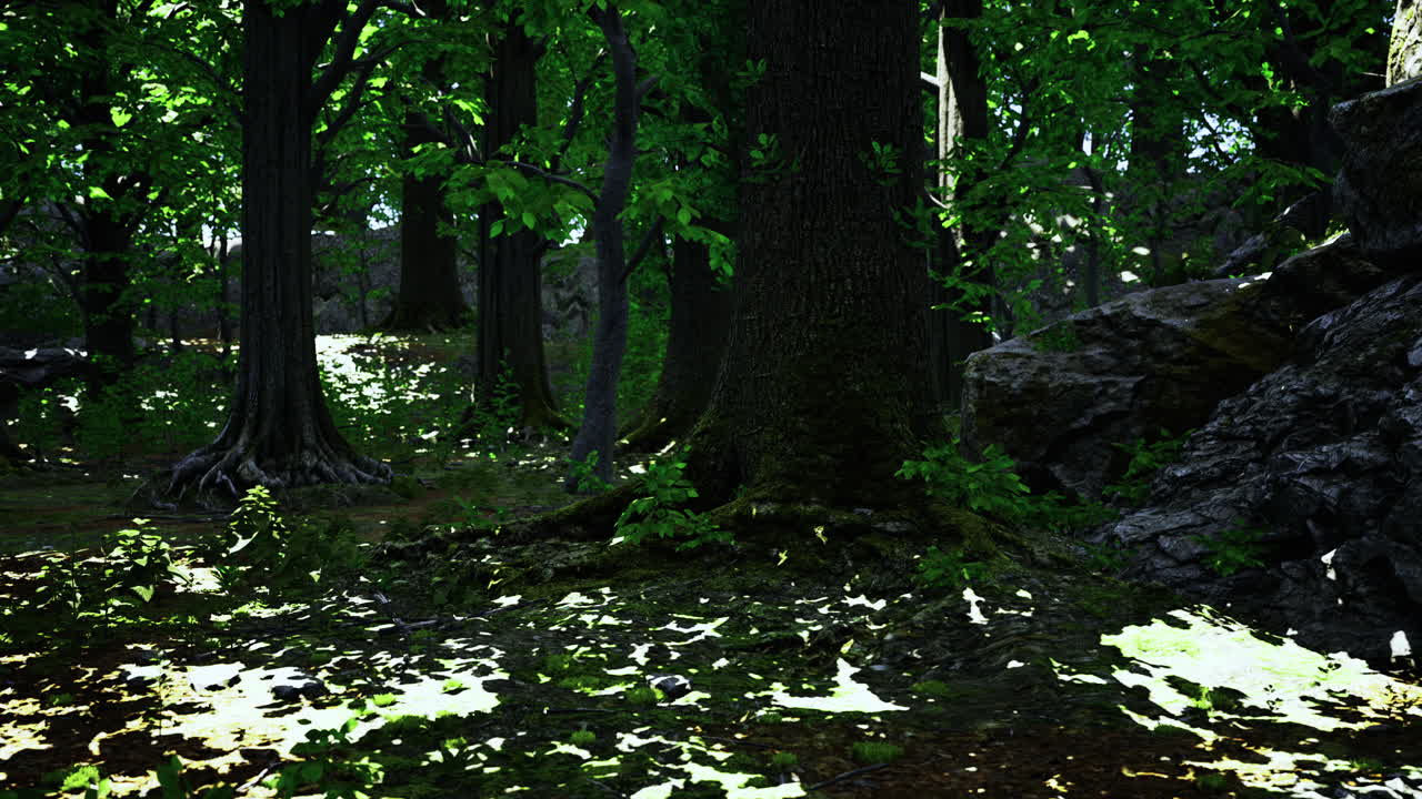 Lush forest landscape with dappled sunlight filtering through the trees