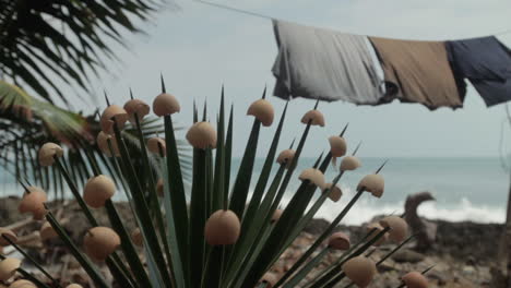funny plant plant with egg shells over it's spiky leafs, and t-shirts drying in the background - darien gap - capurganá, colombian caribbean coast