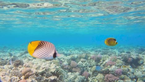 Un-Par-De-Peces-Mariposa-Nadan-En-La-Superficie-Sobre-Arrecifes-De-Coral-En-Agua-Azul-Clara,-Cámara-Lenta