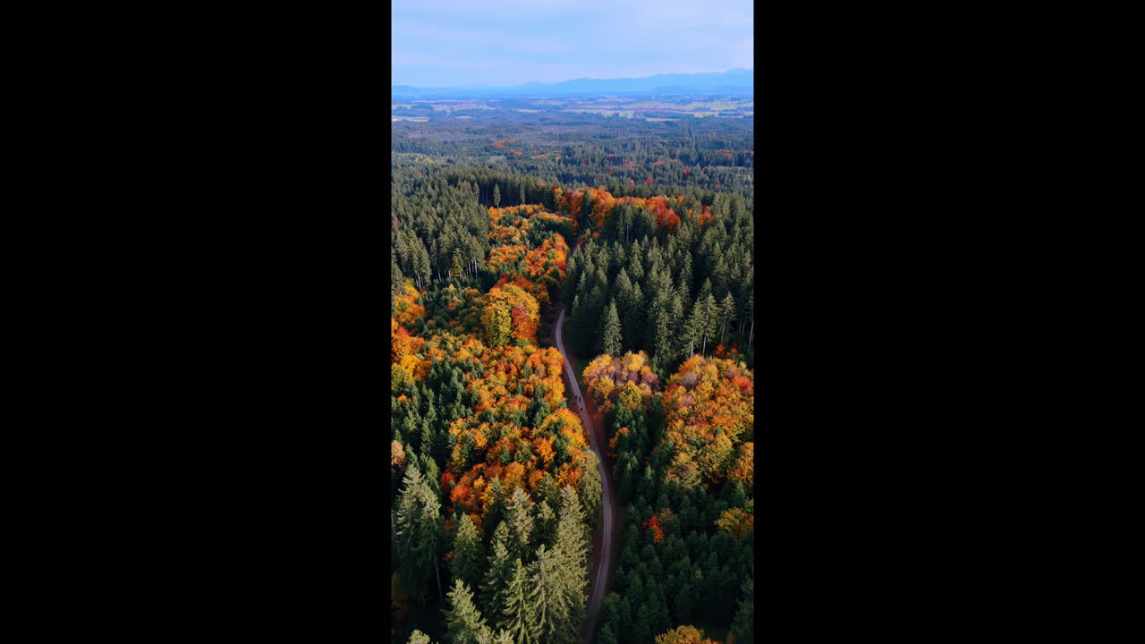 Distanziamento da una foresta colorata attraversata dalla strada. Colori brillanti della natura da drone. Video verticale