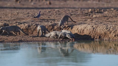 a group of banded mongoose arriving at a waterhole for a drink in the dry season, mashatu game reserve.