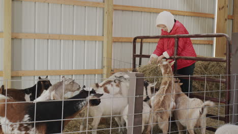 farm girl feeds goats in a barn, helps parents on the family farm