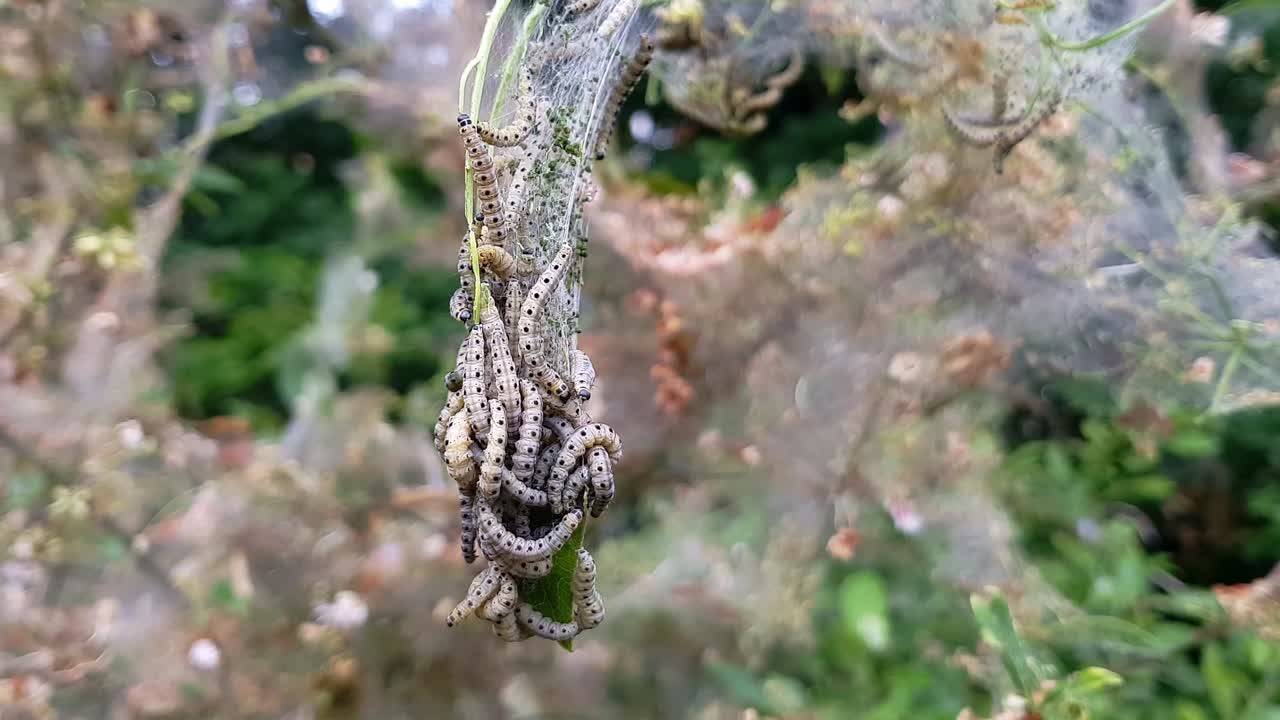 red de anidación de orugas de polilla de armiño, yponomeutidae, colgando de las ramas de un árbol