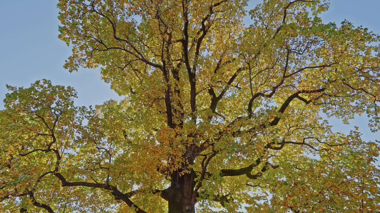 A dense canopy of a large tree with leaves turning golden and yellow against a clear blue sky