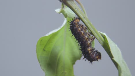 blue pansy caterpillar ready going into cocoon, pupa or chrysalis