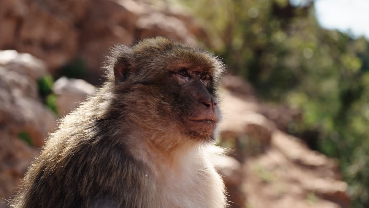 A Barbary macaque gazes calmly while sitting among sunlit rocks in the Ouzoud Falls region of Morocco.