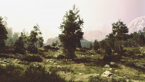 lush forest landscape with mountains in the background during sunset
