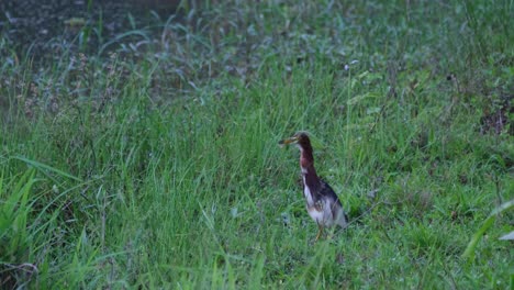 Craning-its-neck-above-the-grass-to-look-for-its-possible-meal-for-the-day,-the-Chinese-Pond-Heron-Ardeola-bacchus-takes-a-step-towards-Beung-Boraphet-Lake-in-Nakhon-Sawan-province,-Thailand