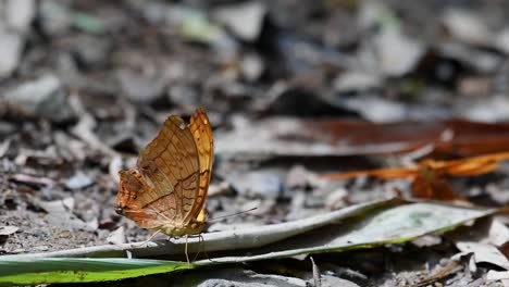 Tattered-wings-of-an-ochraceous-tawny-Charaxes-marmax,-the-yellow-Rajah-Butterfly-fluttering-slowly-on-the-forest-floor-in-Thailand-Asia