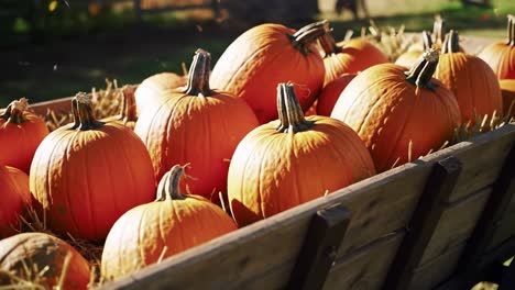 a bountiful harvest: vibrant orange pumpkins gathered in a rustic wooden cart surrounded by hay, showcasing autumn's abundance and seasonal charm