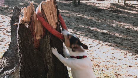 el lindo jack russell terrier está pagando