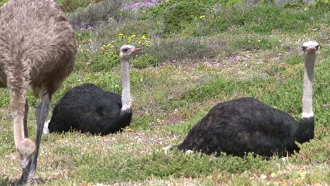 female ostrich forages while two male ostriches resting in background, medium shot in green fynbos environment with some occasional flowers