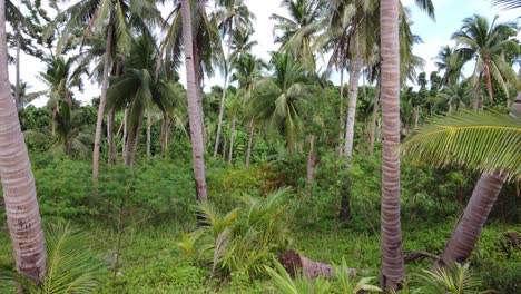 One-person-and-dog-alone-on-a-tropical-beach-with-Lush-coconut-Palm-forest,-port-barton