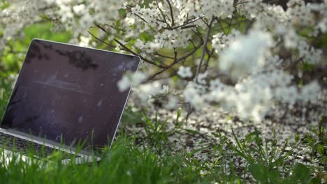 remote working under the cherry blossoms