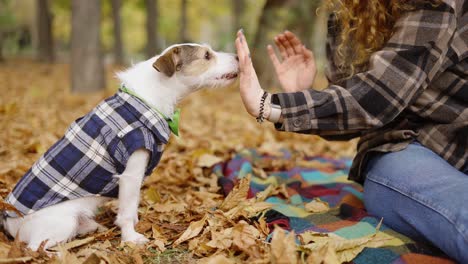 jack russell terrier in nature giving high five with paw to its owner