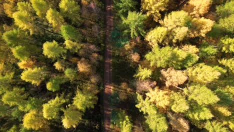 aerial view of a rural road with in yellow and orange autumn forest